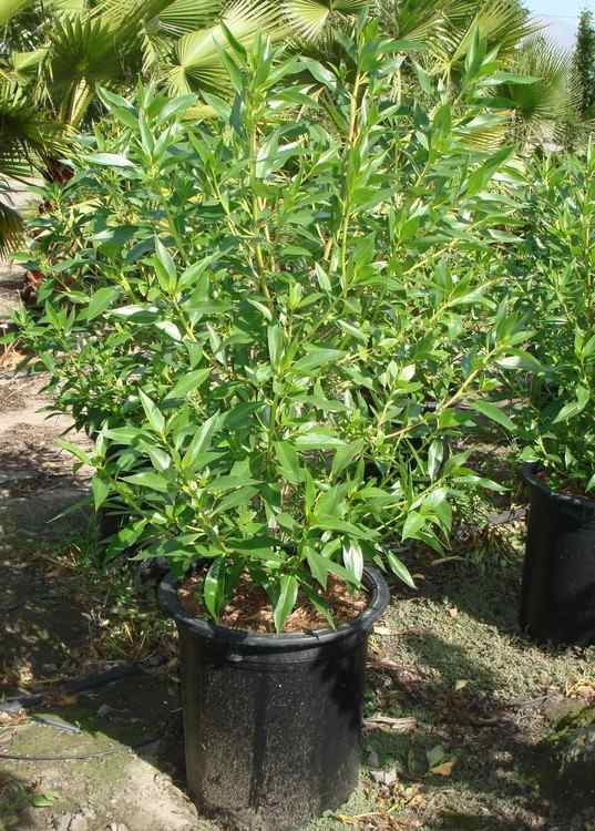 Image of Myoporum laetum Clean n Green ['WCN 01'] PP23,163